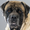 Mastiffs